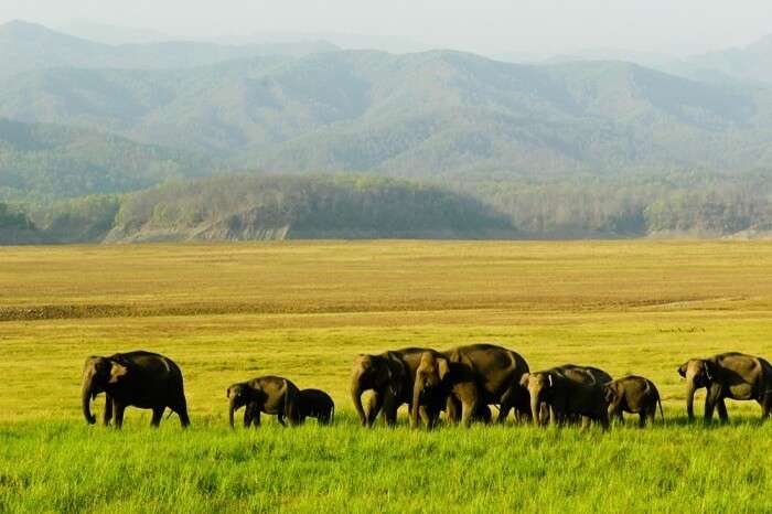 manas-national-park-img